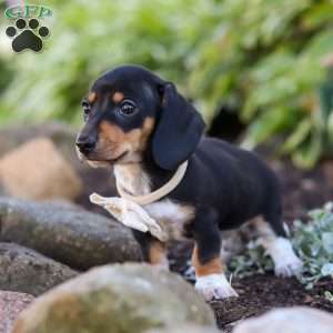 Duke, Dachshund Puppy